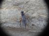 Cryptinae inconnu